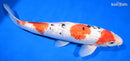13.25" GINRIN SANKE