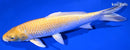 9.5" YAMABUKI OGON