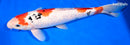 13.25" GINRIN SANKE