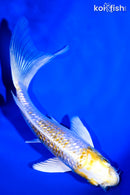 5.75" GINRIN LEMON HARIWAKE BUTTERFLY