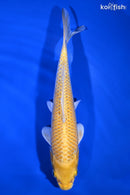9.5" YAMABUKI OGON