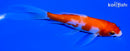 5.5" KOHAKU BUTTERFLY