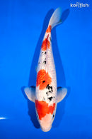 13.25" GINRIN SANKE