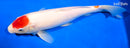 14.25" MARUTEN KOHAKU