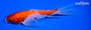 5.5" KOHAKU BUTTERFLY