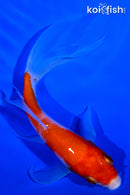 5.5" KOHAKU BUTTERFLY