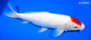 14.25" MARUTEN KOHAKU