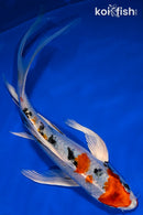 8.75" KUCHIBENI YAMATO NISHIKI BUTTERFLY