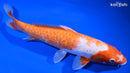 10.5" DOITSU KOHAKU