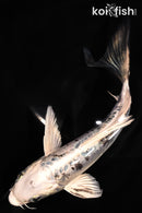 5.5" DOITSU GIN SHIRO BUTTERFLY