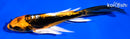 5.25" BENI KIKOKURYU BUTTERFLY
