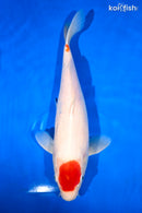 14.25" MARUTEN KOHAKU