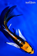 5.25" BENI KIKOKURYU BUTTERFLY