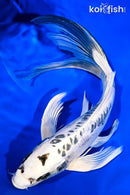 11.5" GIN MATSUBA BUTTERFLY