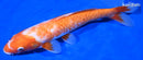 10.5" DOITSU KOHAKU