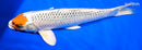 14.5" KUJAKU