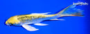 5.25" GINRIN KUJAKU BUTTERFLY