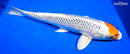 14.5" KUJAKU