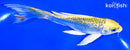 5.25" GINRIN KUJAKU BUTTERFLY
