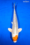 14.5" KUJAKU