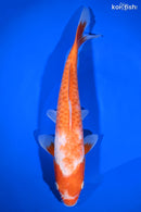10.5" DOITSU KOHAKU