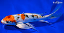 8.75" KUCHIBENI YAMATO NISHIKI BUTTERFLY