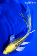 5.25" GINRIN KUJAKU BUTTERFLY