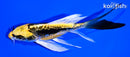 5.5" ARAGOKE KIN KIKOKURYU BUTTERFLY