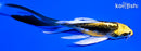 5.5" ARAGOKE KIN KIKOKURYU BUTTERFLY