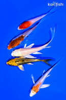 PACK OF (5) 4-5" BUTTERFLY KOI