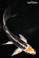 6" BENI KIKOKURYU BUTTERFLY