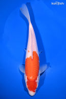 9.5" KOHAKU