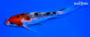 5.5" SANKE BUTTERFLY