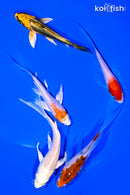 PACK OF (5) 4-5" BUTTERFLY KOI