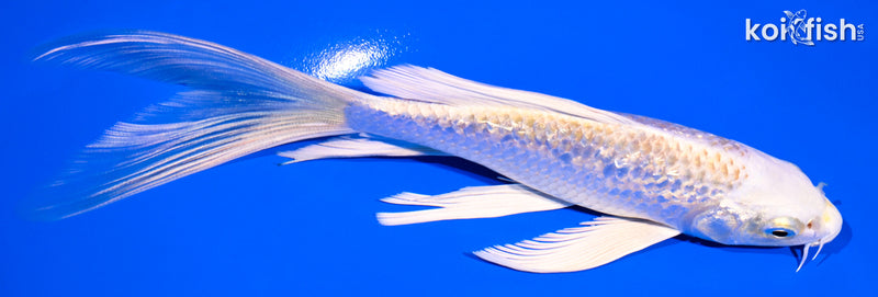 6.5" GINRIN HARIWAKE BUTTERFLY