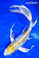 11.5" DOITSU KUJAKU BUTTERFLY