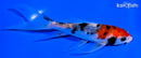 5.5" SANKE BUTTERFLY