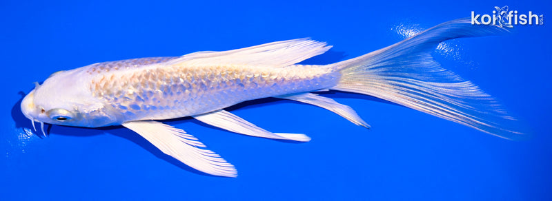 6.5" GINRIN HARIWAKE BUTTERFLY