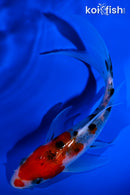 5.5" SANKE BUTTERFLY