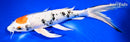 11.75" TANCHO YAMATO NISHIKI BUTTERFLY