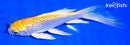 5" GINRIN YAMABUKI OGON BUTTERFLY
