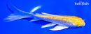 5" GINRIN YAMABUKI OGON BUTTERFLY