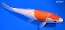 9.5" KOHAKU