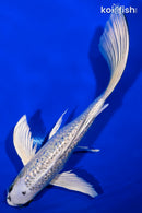 9" GINRIN GIN MATSUBA BUTTERFLY