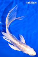 6.5" GINRIN HARIWAKE BUTTERFLY