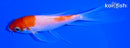 5.5" KOHAKU BUTTERFLY