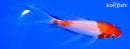 5.5" KOHAKU BUTTERFLY