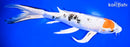 11.75" TANCHO YAMATO NISHIKI BUTTERFLY