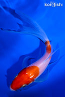 5.5" KOHAKU BUTTERFLY
