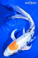 11.75" TANCHO YAMATO NISHIKI BUTTERFLY